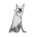 a white shih tzu tattoo design idea