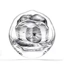 A kidney bean inside of ice cube tattoo design idea