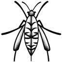cricket insect tattoo design idea