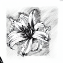 Lily tattoo design idea