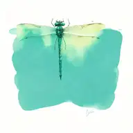 dragonfly tattoo design idea