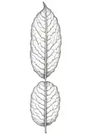 leaf tattoo design idea