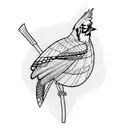 bluejay tattoo design idea