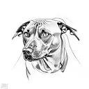 Angry pitbull tattoo design idea