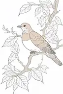 mourning dove sitting on a maple branch representing tattoo design idea