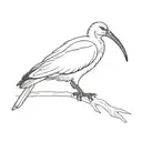 Australian Ibis bird tattoo design idea