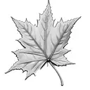 maple leaf with roman numerals tattoo design idea