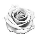 roses with scroll tattoo design idea