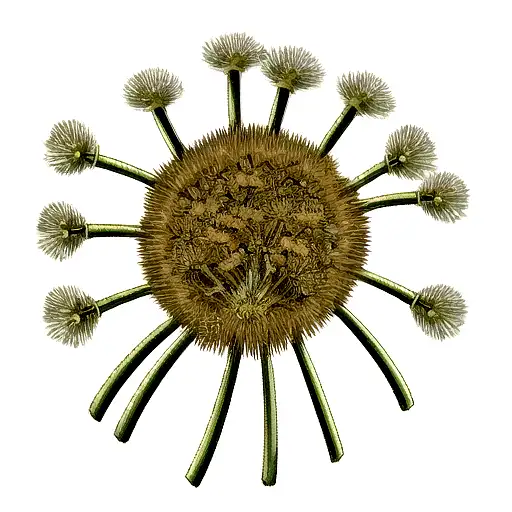 Dandelion tattoo design idea
