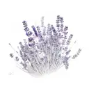 Lavender tattoo design idea