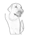 a black labrador retriever tattoo design idea