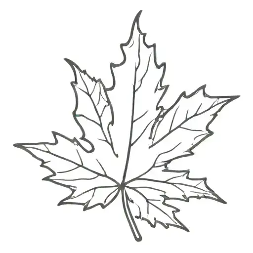 maple leaf drawing tattoo design idea