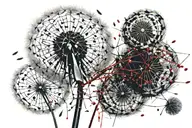 Dandelion with Seeds Turning into Thorns: A dandelion being blown, with some of the seeds transforming into thorns or ba tattoo design idea