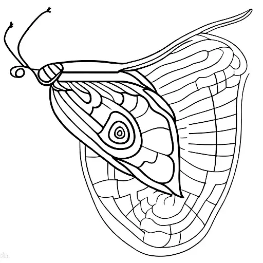 moth golden ratio tattoo design idea