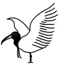 ibis tattoo design idea