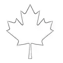 a canadian maple leaf tattoo design idea