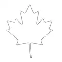 a canadian maple leaf tattoo design idea