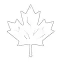 a canadian maple leaf tattoo design idea