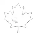 a canadian maple leaf tattoo design idea