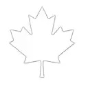 a canadian maple leaf tattoo design idea