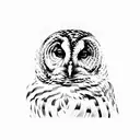 full barred owl tattoo design idea