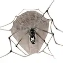 Spider tattoo design idea