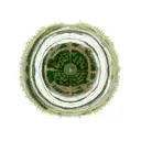 Forest tattoo design idea