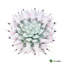 cactus flowers tattoo design idea