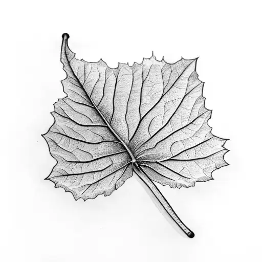 Sycamore Leaf Photographic Prints for Sale | Redbubble