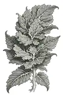 kale tattoo design idea