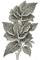 kale tattoo design idea
