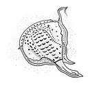 stingray tattoo design idea