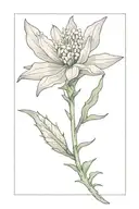 Spine tatto of a lavender and an edelweiss flower. Simple and thin.  tattoo design idea