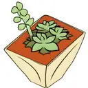 succulent plant tattoo design idea