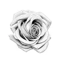 snake wrapped around a rose tattoo design idea
