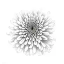 Chrysanthemum tattoo design idea