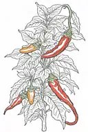 chili pepper tattoo design idea