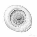 A lifelike seashell with 'Amanda' written inside, as a symbol of her love for the beach tattoo design idea