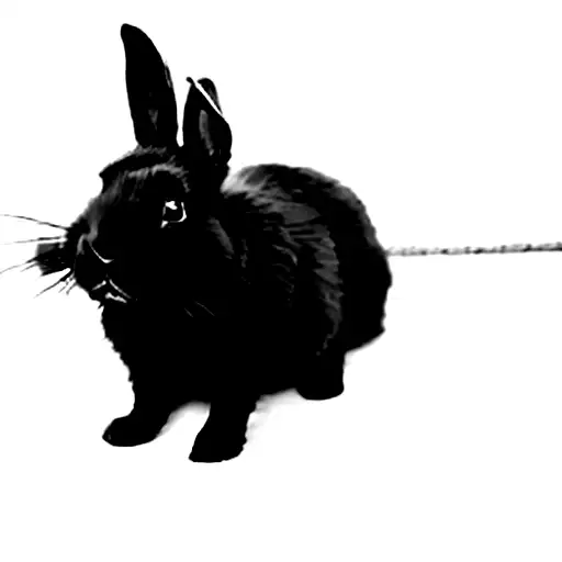 a black rabbit on a leash tattoo design idea