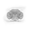 lime tree tattoo design idea