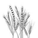 wheat tattoo design idea