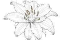one lily flower around the name 'Summer-– tattoo design idea