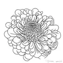 Chrysanthemum and violet flower side by side tattoo design idea