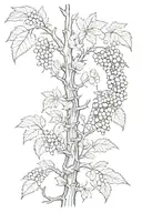grapevine spine tattoo design idea