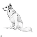 a border collie tattoo design idea