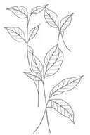 two leafs growing besides tattoo design idea