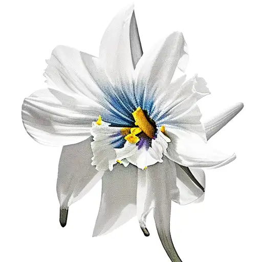 Morning glory, daffodil, carnation, snowdrop, marigold, cosmos tattoo design idea