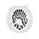 bear paw tattoo design idea