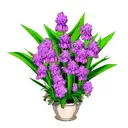 purple hyacinth tattoo design idea