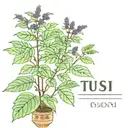 Tulsi with name tattoo design idea